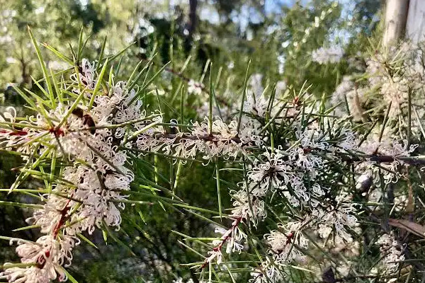 Espécies Invasoras Hakea sericea